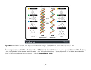 Figure 24. Retrieved May 9, 2016, from http://www.shutterstock.com/pic-108466967/stock-vector-vector-dna-and-rna.html
The drawing above shows that DNA is double stranded and RNA is single stranded. The bases are paired up as can be seen in DNA. The bases
C and G have three H-bonds between them, and A and T have two. Hydrogen bonding is greatly responsible for the shape of both RNA and
DNA. The different nucleotides are connected in a chain via phosphodiester bonds.
139
 