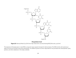 Phospodiester bond
Figure 25. Retrieved March 26, 2016 from http://www.chem.ucla.edu/harding/IGOC/N/nucleic_acid.html
The sequence of the base pairs in one’s DNA is unique for every organism (except for identical twins). The DNA and the cell containing it
determine the kind of protein that will be synthesized. The different proteins are then responsible for the processes that carbohydrates, lipids,
proteins, and other substances in the body undertake.
140
 
