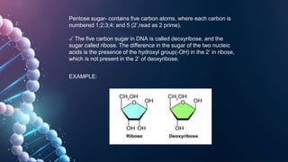 Pentose Ribose Structure Nucleic Acid's informations , functions. | PPTX