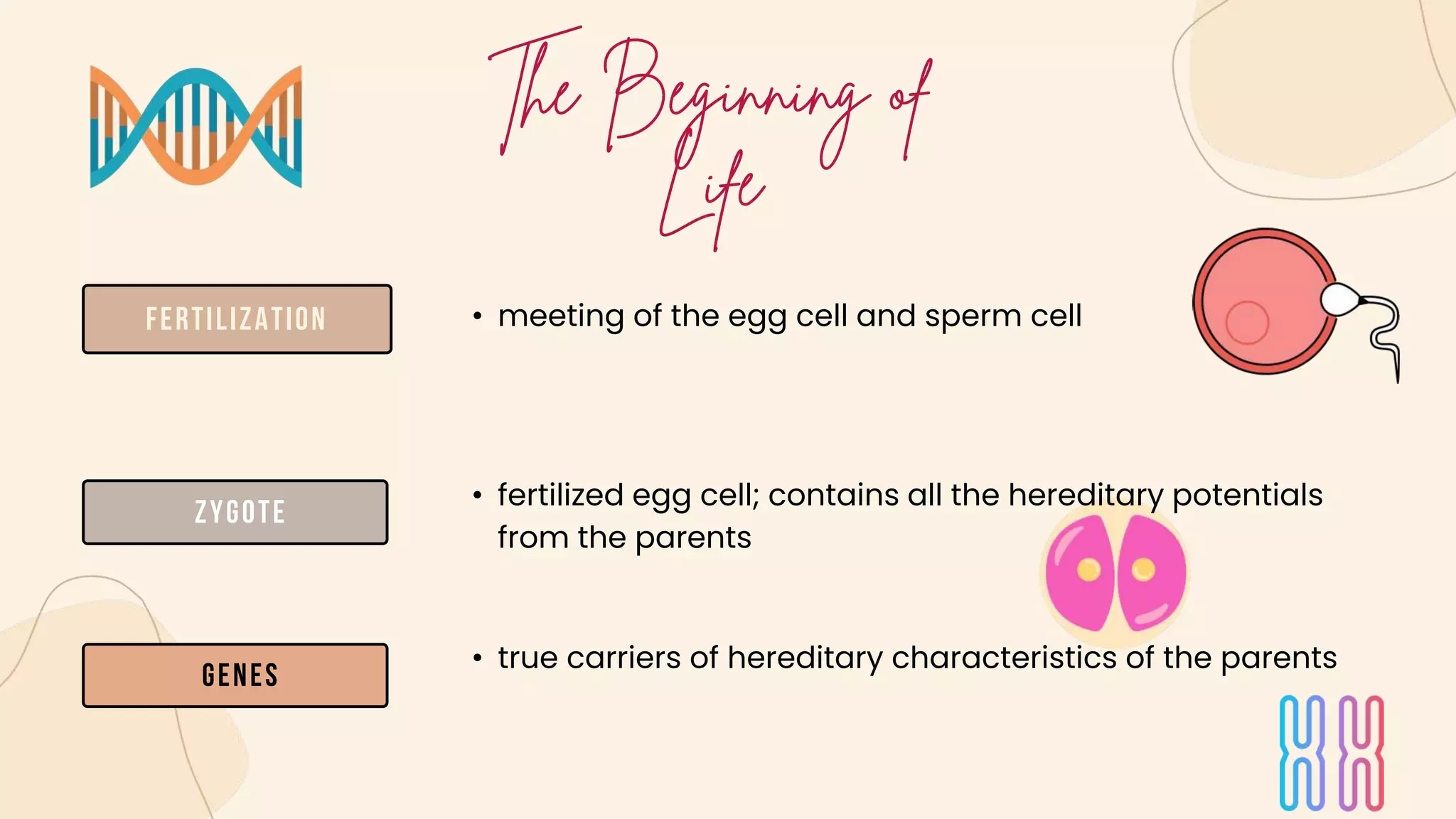 Fertilization
Zygote
Genes
• meeting of the egg cell and sperm cell
• fertilized egg cell; contains all the hereditary potentials
from the parents
• true carriers of hereditary characteristics of the parents
 