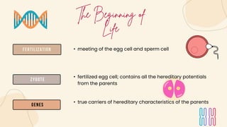 Fertilization
Zygote
Genes
• meeting of the egg cell and sperm cell
• fertilized egg cell; contains all the hereditary potentials
from the parents
• true carriers of hereditary characteristics of the parents
 