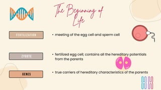 Fertilization
Zygote
Genes
• meeting of the egg cell and sperm cell
• fertilized egg cell; contains all the hereditary pot...