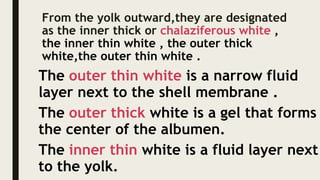 From the yolk outward,they are designated
as the inner thick or chalaziferous white ,
the inner thin white , the outer thick
white,the outer thin white .
The outer thin white is a narrow fluid
layer next to the shell membrane .
The outer thick white is a gel that forms
the center of the albumen.
The inner thin white is a fluid layer next
to the yolk.
 