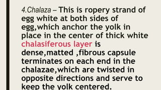 4.Chalaza – This is ropery strand of
egg white at both sides of
egg,which anchor the yolk in
place in the center of thick white
chalasiferous layer is
dense,matted ,fibrous capsule
terminates on each end in the
chalazae,which are twisted in
opposite directions and serve to
keep the yolk centered.
 