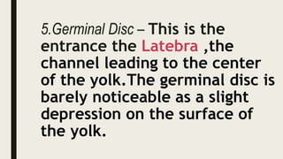 5.Germinal Disc – This is the
entrance the Latebra ,the
channel leading to the center
of the yolk.The germinal disc is
barely noticeable as a slight
depression on the surface of
the yolk.
 