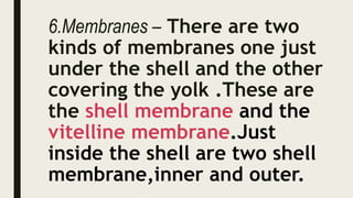 6.Membranes – There are two
kinds of membranes one just
under the shell and the other
covering the yolk .These are
the shell membrane and the
vitelline membrane.Just
inside the shell are two shell
membrane,inner and outer.
 