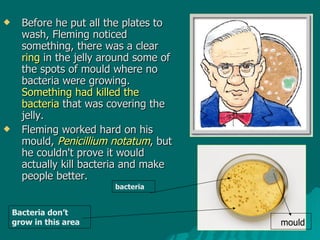 Before he put all the plates to   wash, Fleming noticed something, there was a clear  ring  in the jelly around some of the spots of mould where no bacteria were growing.  Something had killed the bacteria  that was covering the jelly.   Fleming worked hard on his mould,  Penicillium notatum , but he couldn't prove it would actually kill bacteria and make people better. bacteria mould Bacteria don’t grow in this area 