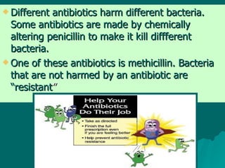Different antibiotics harm different bacteria. Some antibiotics are made by chemically altering penicillin to make it kill diffferent bacteria.  One of these antibiotics is methicillin. Bacteria that are not harmed by an antibiotic are “resistant ”  
