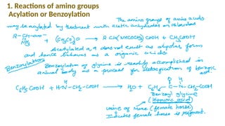 physico-chemical-properties-of-amino-acids-pptx