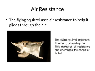 Air Resistance
• The flying squirrel uses air resistance to help it
glides through the air
 