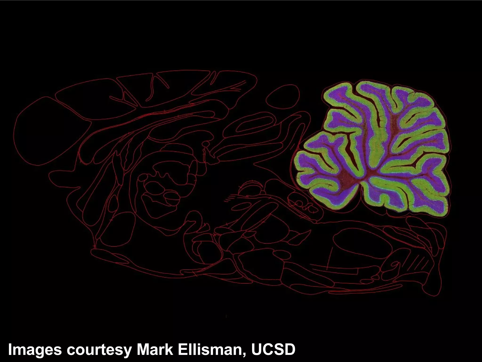 Images courtesy Mark Ellisman, UCSD 