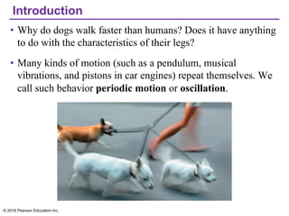 Introduction
• Why do dogs walk faster than humans? Does it have anything
to do with the characteristics of their legs?
• Many kinds of motion (such as a pendulum, musical
vibrations, and pistons in car engines) repeat themselves. We
call such behavior periodic motion or oscillation.
© 2016 Pearson Education Inc.
 