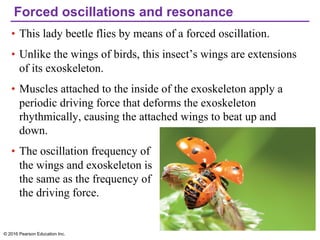 Forced oscillations and resonance
• This lady beetle flies by means of a forced oscillation.
• Unlike the wings of birds, this insect’s wings are extensions
of its exoskeleton.
• Muscles attached to the inside of the exoskeleton apply a
periodic driving force that deforms the exoskeleton
rhythmically, causing the attached wings to beat up and
down.
• The oscillation frequency of
the wings and exoskeleton is
the same as the frequency of
the driving force.
© 2016 Pearson Education Inc.
 