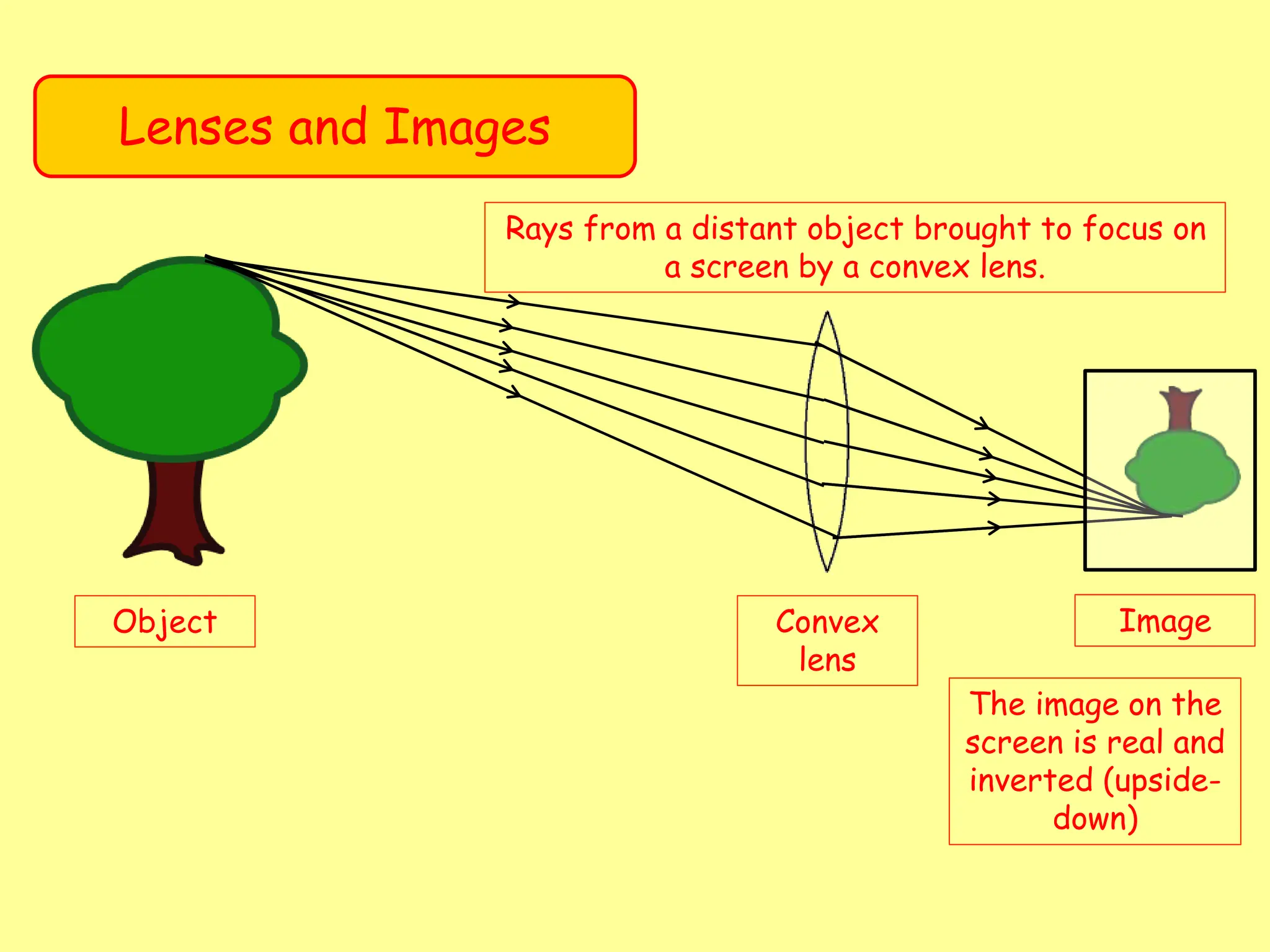 Lenses and Images
Object Convex
lens
Image
Rays from a distant object brought to focus on
a screen by a convex lens.
The image on the
screen is real and
inverted (upside-
down)
 