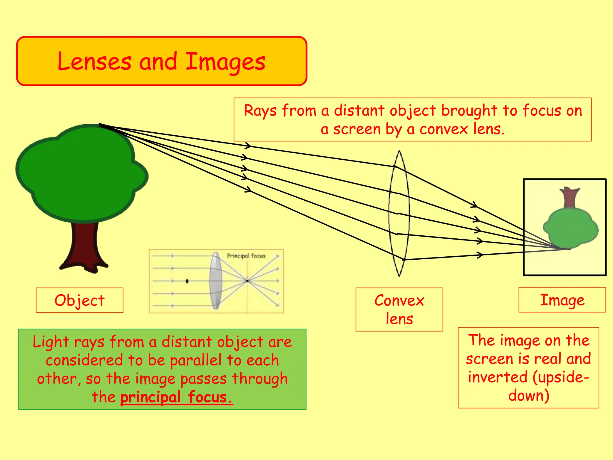 Lenses and Images
Object Convex
lens
Image
Rays from a distant object brought to focus on
a screen by a convex lens.
The image on the
screen is real and
inverted (upside-
down)
Light rays from a distant object are
considered to be parallel to each
other, so the image passes through
the principal focus.
 
