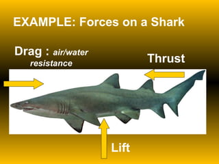 EXAMPLE: Forces on a Shark Thrust Lift Drag :  air/water resistance 