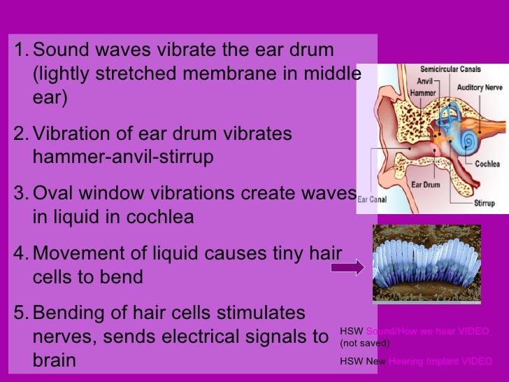 Physics 3 notes: light and sound mechanics including eyes ... cochlea hair cells diagram 