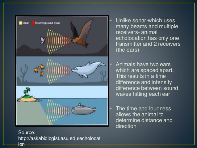 Physics and echolocation