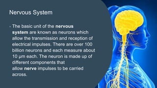 Nervous System
• The basic unit of the nervous
system are known as neurons which
allow the transmission and reception of
electrical impulses. There are over 100
billion neurons and each measure about
10 μm each. The neuron is made up of
different components that
allow nerve impulses to be carried
across.
 