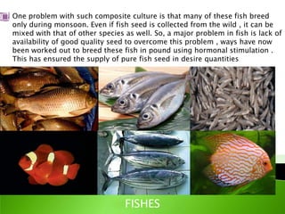 One problem with such composite culture is that many of these fish breed
only during monsoon. Even if fish seed is collected from the wild , it can be
mixed with that of other species as well. So, a major problem in fish is lack of
availability of good quality seed to overcome this problem , ways have now
been worked out to breed these fish in pound using hormonal stimulation .
This has ensured the supply of pure fish seed in desire quantities




                                 FISHES
 