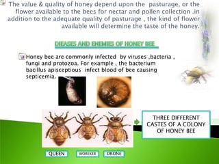 The value & quality of honey depend upon the pasturage, or the
  flower available to the bees for nectar and pollen collection .in
addition to the adequate quality of pasturage , the kind of flower
                  available will determine the taste of the honey.




      Honey bee are commonly infected by viruses ,bacteria ,
      fungi and protozoa. For example , the bacterium
      bacillus apisceptious infect blood of bee causing
      septicemia.




                                                   THREE DIFFERENT
                                                 CASTES OF A COLONY
                                                    OF HONEY BEE



              QUEEN      WOREKER   DRONE
 