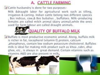 Cattle husbandry is done for two purposes-
Milk &draught labor for agricultural work such as tilling,
irrigation & carting. Indian cattle belong two different species
, Bos indicus, cow,& Bos bubalius , buffaloes. Milk-producing
females are called milch animal (dairy animal),while the ones
used for farm labour are called draught animals.



Buffalo is most productive economic animal. Along, buffalo milk
is richer in fat, tocopherol (vitamin E),protein, calcium
,phosphorus, contain low sodium potassium cholesterol. Buffalos
milk is ideal for making milk product such as khoa ,rabri, dhai
ghee, etc., is always in great demand. Certain vitamins such as
vitamins A&D are also present in milk
 