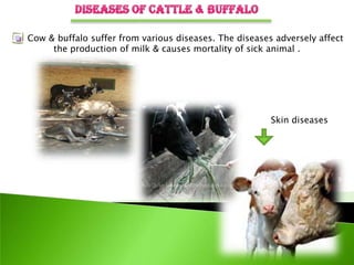 Cow & buffalo suffer from various diseases. The diseases adversely affect
     the production of milk & causes mortality of sick animal .




                                                        Skin diseases
 