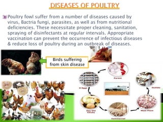 Poultry fowl suffer from a number of diseases caused by
virus, Bactria fungi, parasites, as well as from nutritional
deficiencies. These necessitate proper cleaning, sanitation,
spraying of disinfectants at regular intervals. Appropriate
vaccination can prevent the occurrence of infectious diseases
& reduce loss of poultry during an outbreak of diseases.


                     Birds suffering
                   from skin disease
 