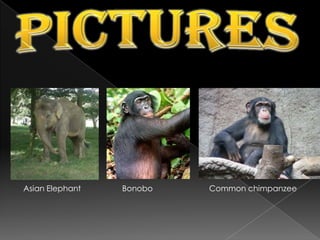 momentum-enhanced solar sailApplicationsMilitary applications: It has been said that Archimedes used a large array of mirrors to burn Roman ships during an attack on Syracuse. This has never been proven or disproved; however, it has been put to the test. Recently, on a popular Discovery Channel show, MythBusters, a team from MIT tried to recreate the famous "Archimedes Death Ray“.Seasonal lighting: Mirrors can be used to produce enhanced lighting effects in greenhouses or conservatories.And many others