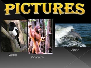 ApplicationsMirrors and animalsExperiments have shown that only large-brained social animals are able to recognize that a mirror shows a reflection of themselves.Animals that have shown they are able to use a mirror to study themselves:Asian elephants