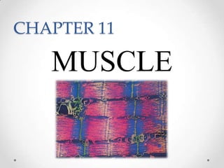 CHAPTER 11 MUSCLE 