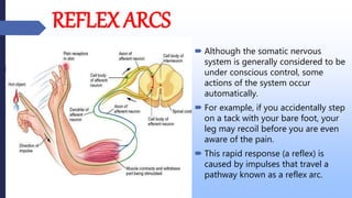Normal Reflex Arc NERVOUS SYSTEM and it's division | PPTX