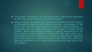  The growth was stunted and the bones were significantly deformed
so that they could fit into a tiny pointed slipper.
 Among humans, developmental adjustments result from both natural
environmental pressures and cultural practices. An example of the
latter was the now illegal custom in China of tightly wrapping or
binding the feet of young girls with cloth in order to hinder normal
growth. While this caused permanent, crippling deformities of the
foot bones, it also resulted in extremely tiny feet which were
considered to be very attractive. Parents crippled their daughters
with good intentions. Small feet would make them more attractive
marriage partners for rich important men and save them from a life
of drudgery.
 