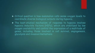  Critical question is how mammalian cells sense oxygen levels to
coordinate diverse biological outputs during hypoxia.
 The best-studied mechanism of response to hypoxia involves
hypoxia inducible factors (HIFs), which are stabilized by low
oxygen availability and control the expression of a multitude of
genes, including those involved in cell survival, angiogenesis,
glycolysis and invasion/metastasis.
 