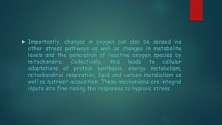  Importantly, changes in oxygen can also be sensed via
other stress pathways as well as changes in metabolite
levels and the generation of reactive oxygen species by
mitochondria. Collectively, this leads to cellular
adaptations of protein synthesis, energy metabolism,
mitochondrial respiration, lipid and carbon metabolism as
well as nutrient acquisition. These mechanisms are integral
inputs into fine-tuning the responses to hypoxic stress.
 