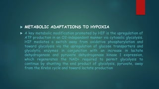 METABOLIC ADAPTATIONS TO HYPOXIA
 A key metabolic modification promoted by HIF is the upregulation of
ATP production in an O2-independent manner via cytosolic glycolysis.
HIF mediates a switch away from oxidative phosphorylation and
toward glycolysis via the upregulation of glucose transporters and
glycolytic enzymes in conjunction with an increase in lactate
dehydrogenase and pyruvate dehydrogenase kinase 1 expression,
which regenerates the NAD+ required to permit glycolysis to
continue by shunting the end product of glycolysis, pyruvate, away
from the Krebs cycle and toward lactate production
 