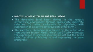  HYPOXIC ADAPTATION IN THE FETAL HEART
 The developing fetal heart thrives in the hypoxic
intrauterine environment through appropriate substrate
selection. It relies exclusively on glycolysis, with
suppression of oxidative pathways until after birth .
 The metabolic phenotype is achieved by the action of a
transcription factor, Hand1, which specifically represses
the expression of proteins involved in FAO and the Krebs
cycle, by directly binding to and repressing the gene
promoters.
 