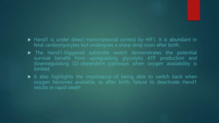  Hand1 is under direct transcriptional control by HIF1. It is abundant in
fetal cardiomyocytes but undergoes a sharp drop soon after birth.
 The Hand1-triggered substrate switch demonstrates the potential
survival benefit from upregulating glycolytic ATP production and
downregulating O2-dependent pathways when oxygen availability is
limited.
 It also highlights the importance of being able to switch back when
oxygen becomes available, as after birth, failure to deactivate Hand1
results in rapid death
 