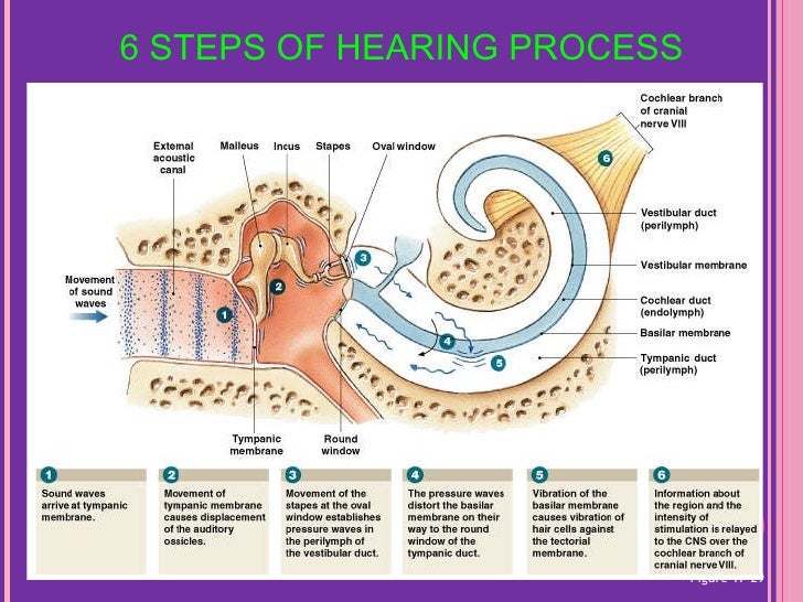 Physio ear