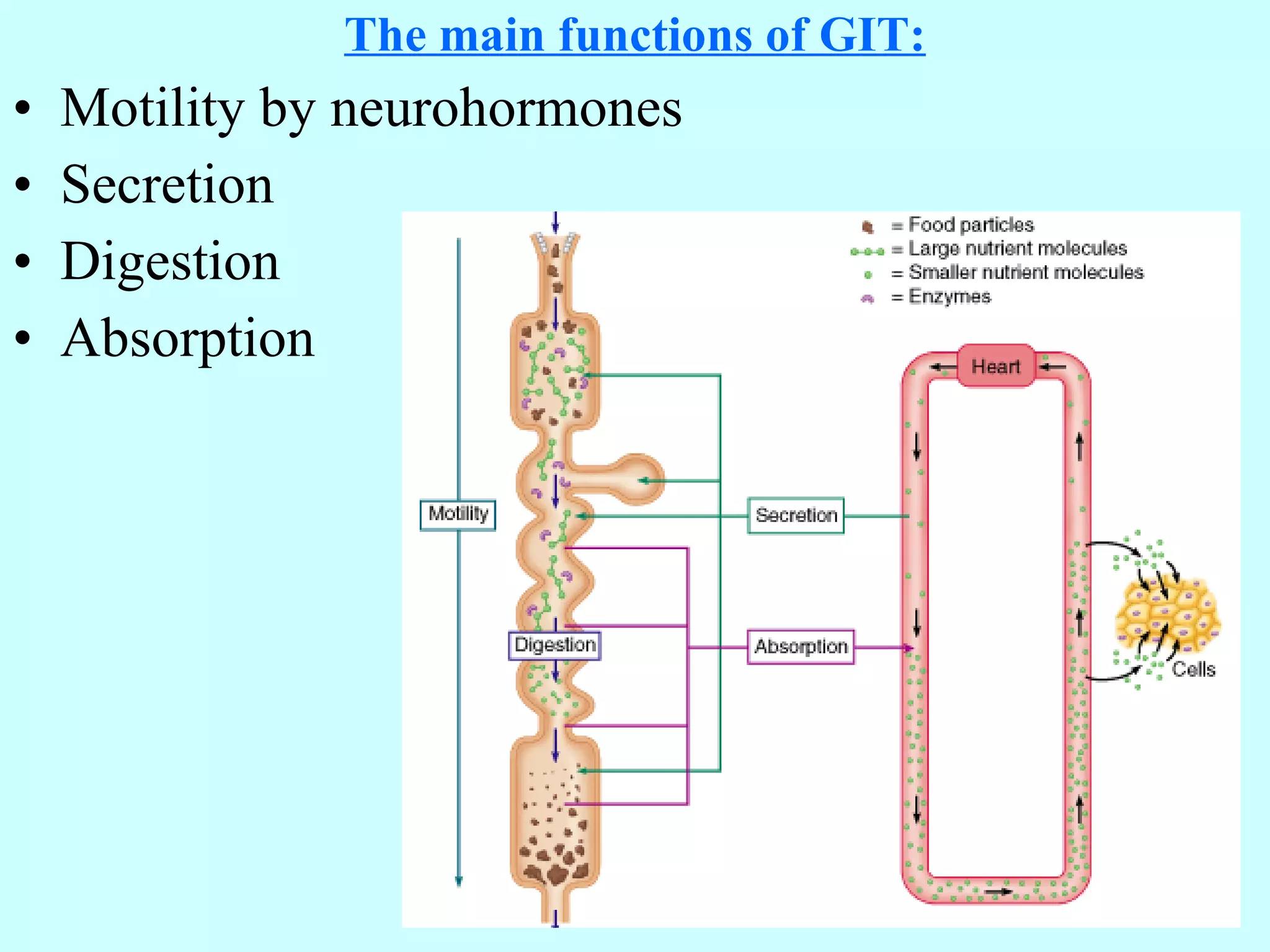 The main functions of GIT: Motility by neurohormones Secretion Digestion Absorption 