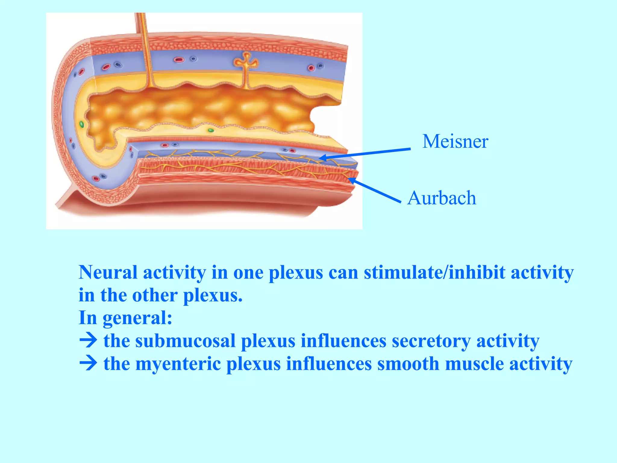 Meisner Aurbach Neural activity in one plexus can stimulate/inhibit activity in the other plexus. In general:    the submucosal plexus influences secretory activity     the myenteric plexus influences smooth muscle activity 