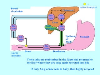 Gall bladder Cholesterol Large  intestine Ileum Duodenum Liver Bile  salts Stomach Bile  salts Bile  salts Bile  salts Bile  salts Bile  salts Sphincter of  Oddi Portal circulation These salts are reabsorbed in the  ileum  and returned to the liver where they are once again secreted into bile    only 3-4 g of  bile salts  in body, thus highly recycled = active transport 
