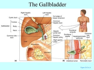 The Gallbladder Figure 24.21a, b 