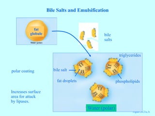 Figure 24.21a, b Bile Salts and Emulsification fat globule Water (polar) bile salts fat droplets bile salt phospholipids triglycerides Increases surface area for attack by lipases. polar coating 