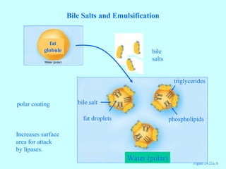 Figure 24.21a, b
Bile Salts and Emulsification
fat
globule
Water (polar)
bile
salts
fat droplets
bile salt
phospholipids
triglycerides
Increases surface
area for attack
by lipases.
polar coating
 