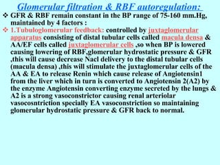 Glomerular filtration & RBF autoregulation:  GFR & RBF remain constant in the BP range of 75-160 mm.Hg, maintained by 4 factors : 1.Tubuloglomerular feedback:  controlled by  juxtaglomerular apparatus  consisting of distal tubular cells called  macula densa  & AA/EF cells called  juxtaglomerular cells  ,so when BP is lowered causing lowering of RBF,glomerular hydrostatic pressure & GFR ,this will cause decrease Nacl delivery to the distal tubular cells (macula densa) ,this will stimulate the juxtaglomerular cells of the AA & EA to release Renin which cause release of Angiotensin1 from the liver which in turn is converted to Angiotensin 2(A2) by the enzyme Angiotensin converting enzyme secreted by the lungs & A2 is a strong vasoconstrictor causing renal arteriolar vasocosntriction specially EA vasoconstriction so maintaining glomerular hydrostatic pressure & GFR back to normal. 