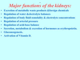 . Major functions of the kidneys: Excretion of metabolic waste products &foreign chemicals Regulation of water &electrolyte balances Regulation of body fluid osmolality & electrolyte concentrations Regulation of arterial pressure Regulation of acid-base balance Secretion, metabolism & excretion of hormones as erythropoietin. Gluconeogenesis. Activation of Vitamin D. 