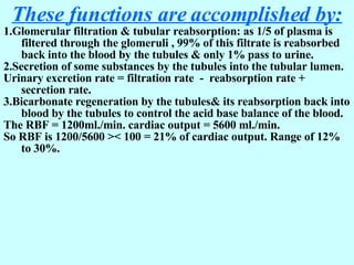 These functions are accomplished by: 1.Glomerular filtration & tubular reabsorption: as 1/5 of plasma is filtered through the glomeruli , 99% of this filtrate is reabsorbed back into the blood by the tubules & only 1% pass to urine. 2.Secretion of some substances by the tubules into the tubular lumen. Urinary excretion rate = filtration rate  -  reabsorption rate + secretion rate. 3.Bicarbonate regeneration by the tubules& its reabsorption back into blood by the tubules to control the acid base balance of the blood. The RBF = 1200ml./min. cardiac output = 5600 ml./min.  So RBF is 1200/5600 >< 100 = 21% of cardiac output. Range of 12% to 30%. 