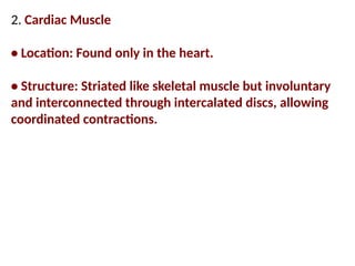 2. Cardiac Muscle
• Location: Found only in the heart.
• Structure: Striated like skeletal muscle but involuntary
and interconnected through intercalated discs, allowing
coordinated contractions.
 