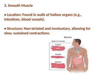 3. Smooth Muscle
• Location: Found in walls of hollow organs (e.g.,
intestines, blood vessels).
• Structure: Non-striated and involuntary, allowing for
slow, sustained contractions.
 